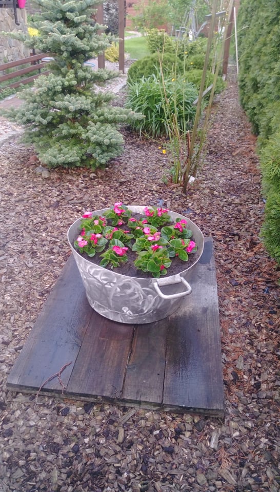 "Ogrodnik doskonały 2019"