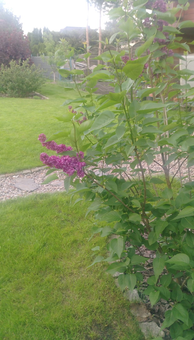 "Ogrodnik doskonały 2019"