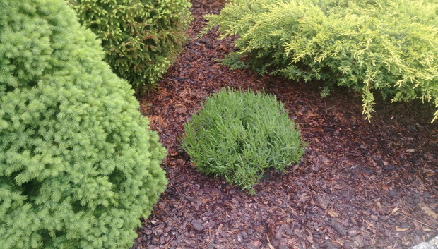 "Ogrodnik doskonały 2019"