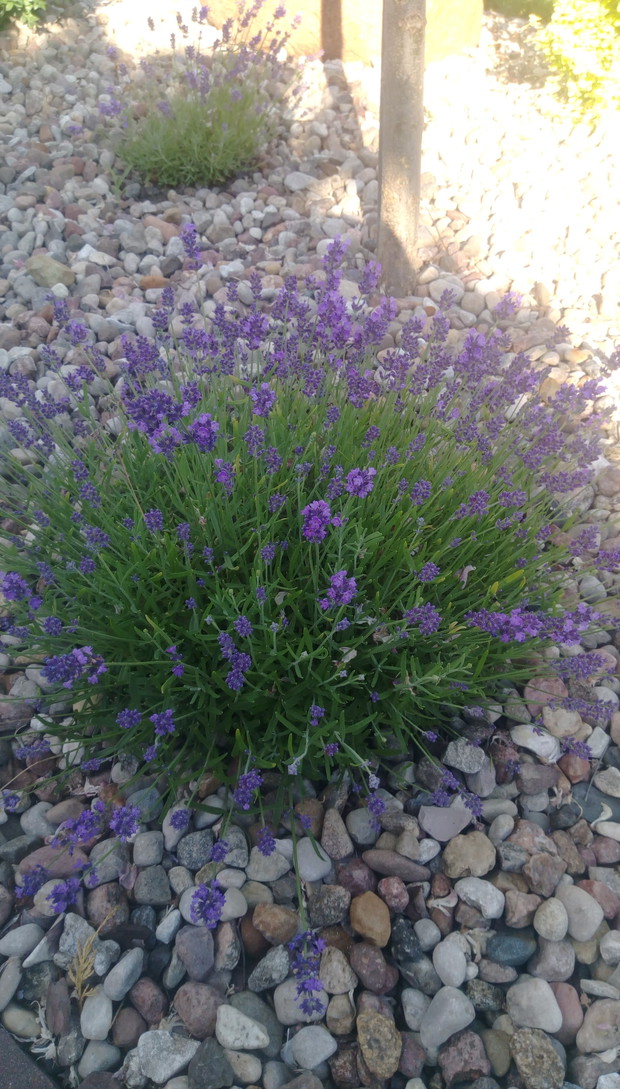 "Ogrodnik doskonały 2019"