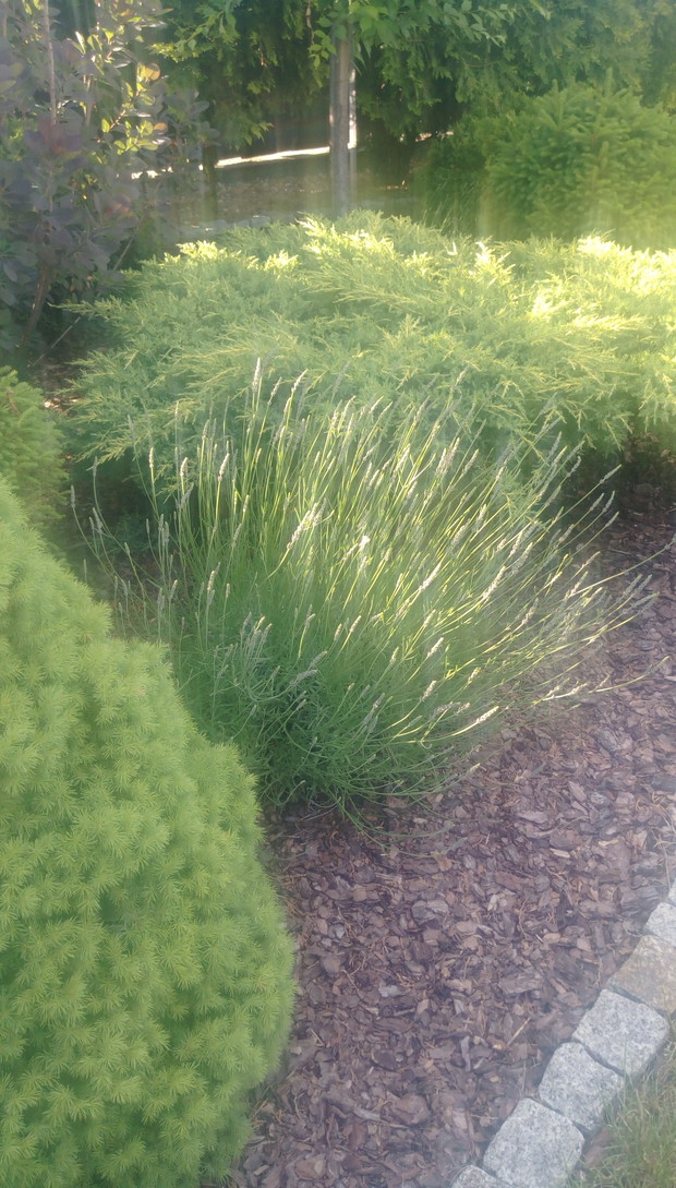 "Ogrodnik doskonały 2019"