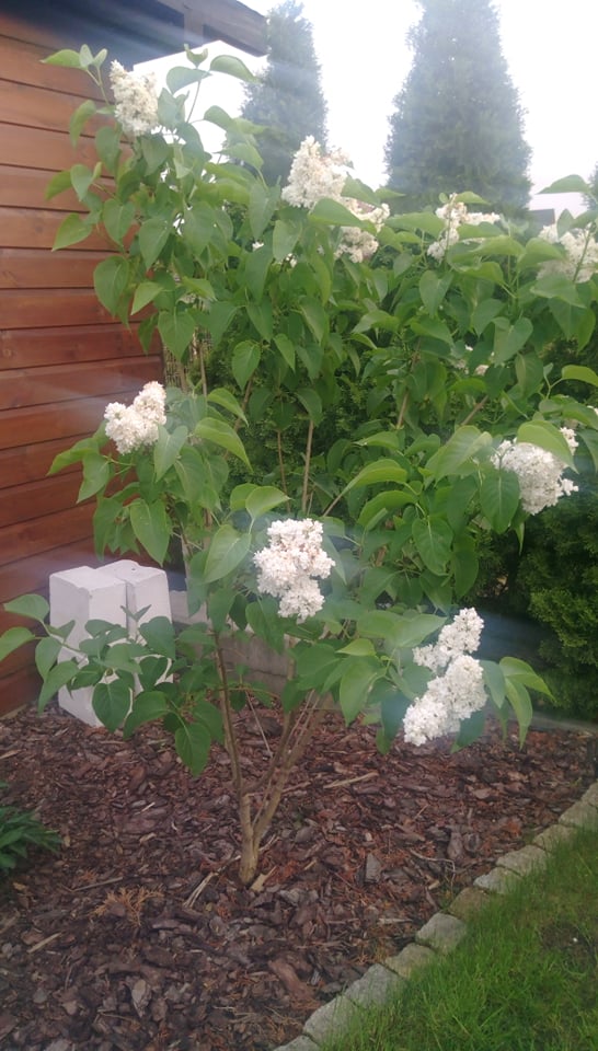 "Ogrodnik doskonały 2019"