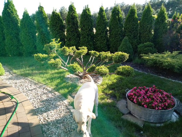 "Ogrodnik doskonały 2019"