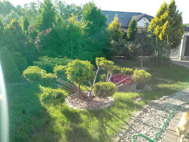 "Ogrodnik doskonały 2019"