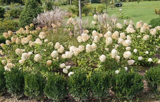 Okrąg z bukszpanów i hortensją 'Polar Bear'