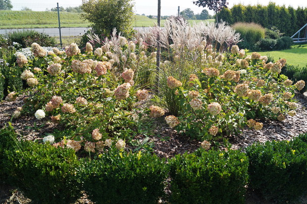 Okrąg z bukszpanów i hortensji 'Polar Bear'