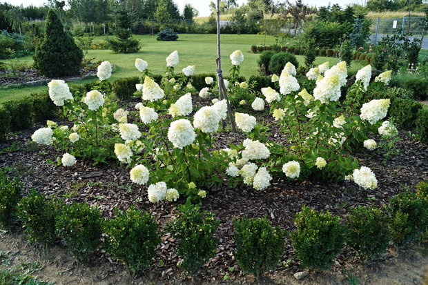 Okrąg z hortensjami 'Polar Bear'