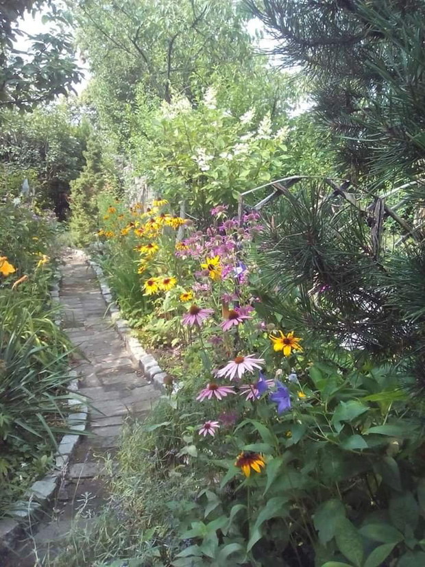 Pełnia lata z rudbekiami,jeżówkami i hortensją Tardiva