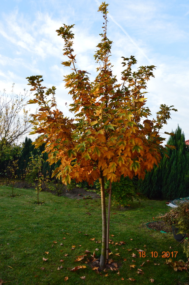 Pierwsze oznaki jesieni