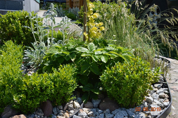 Poziomki w towarzystwie