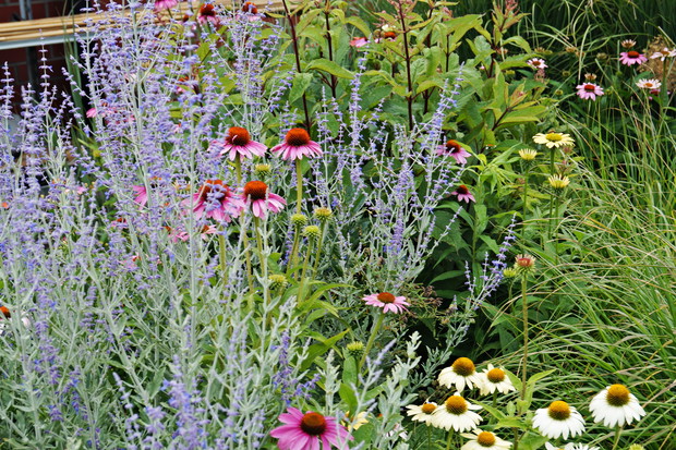 Rabata z perowskią i jeżówkami