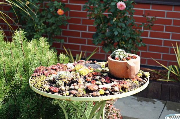 Rojnikowy stolik z rojnikową filiżanką