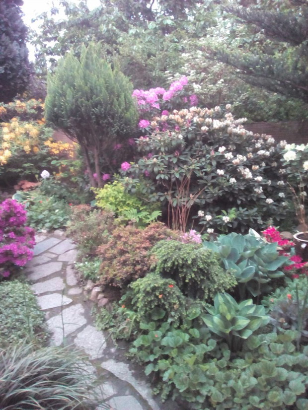 Różaneczniki i azalie