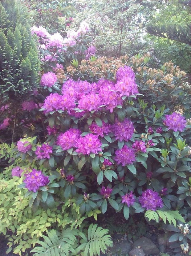 Różaneczniki to moja miłość