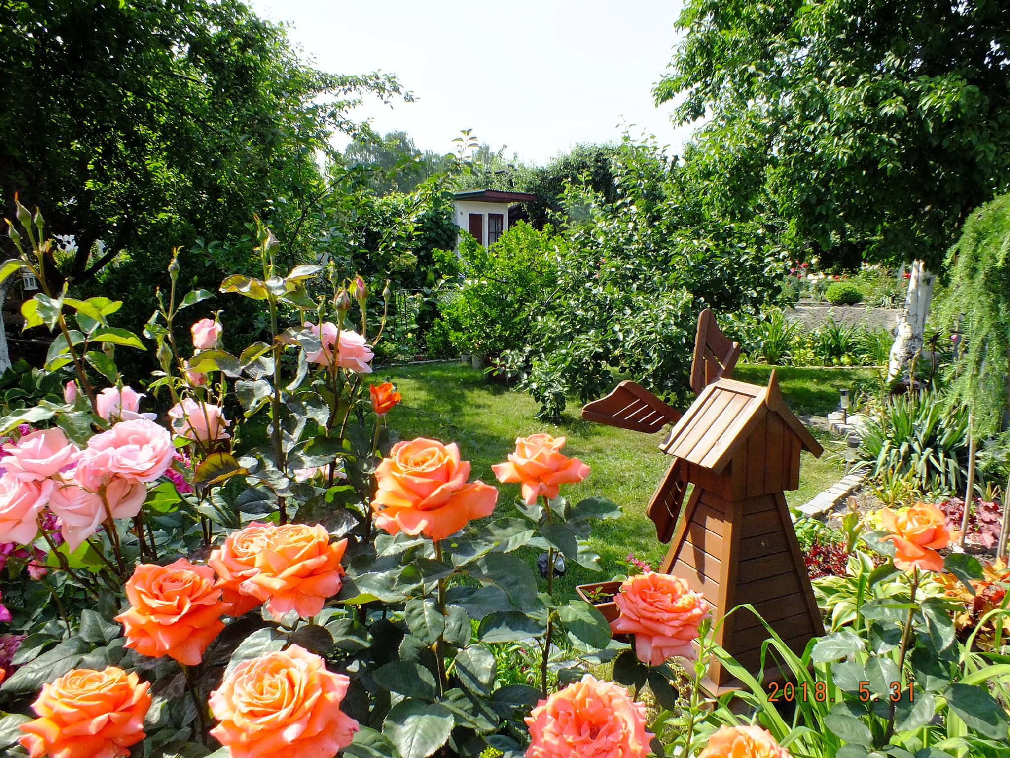 Róże w pełni lata