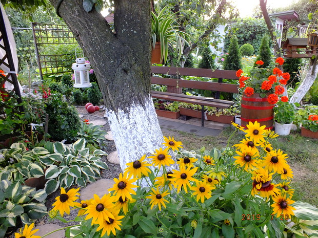 Rudbekie
