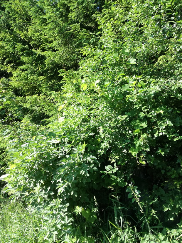 Suwalska kraina czarów