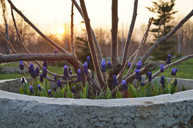 Szafirki w betonowym kręgu z sumakiem