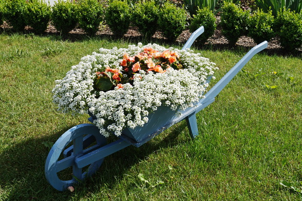 Taczki ozdobne obsadzone smagliczką oraz begonią 'Solenią'