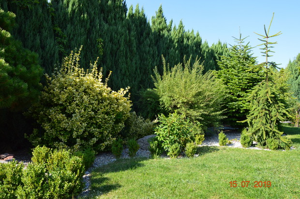 W tle jodła kaukaska