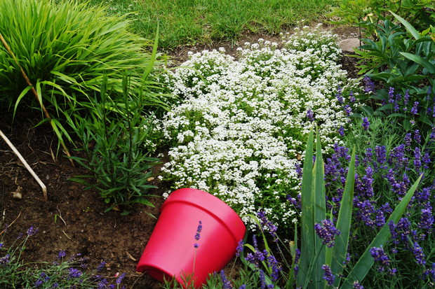 Wylewająca się smagliczka z donicy