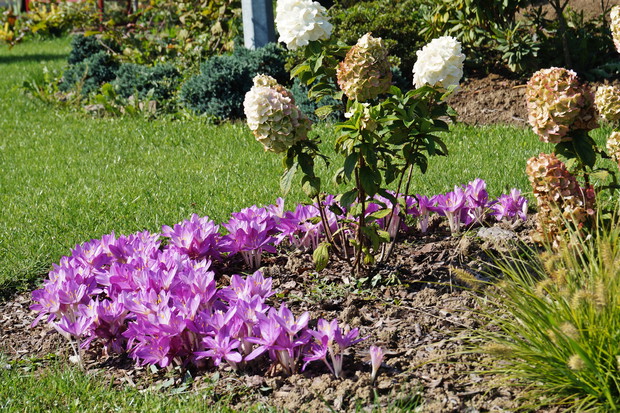 Zimowity bizantyjskie