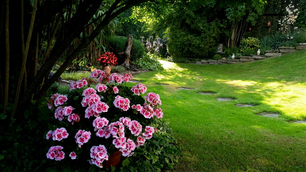 Bambus Pseudosasa Japonica w tle