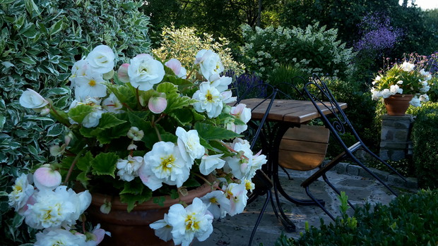 Begonia bulwiasta w zakątku wypoczynkowym