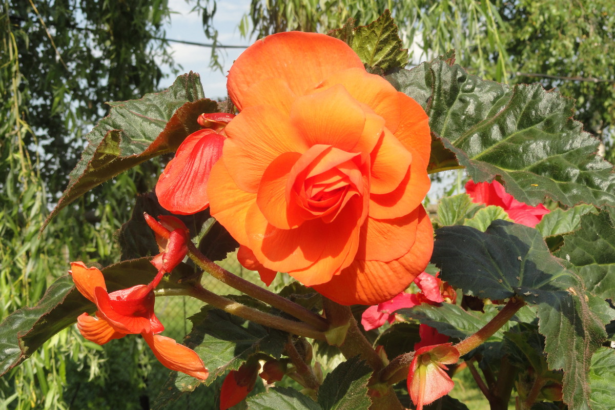 Begonia