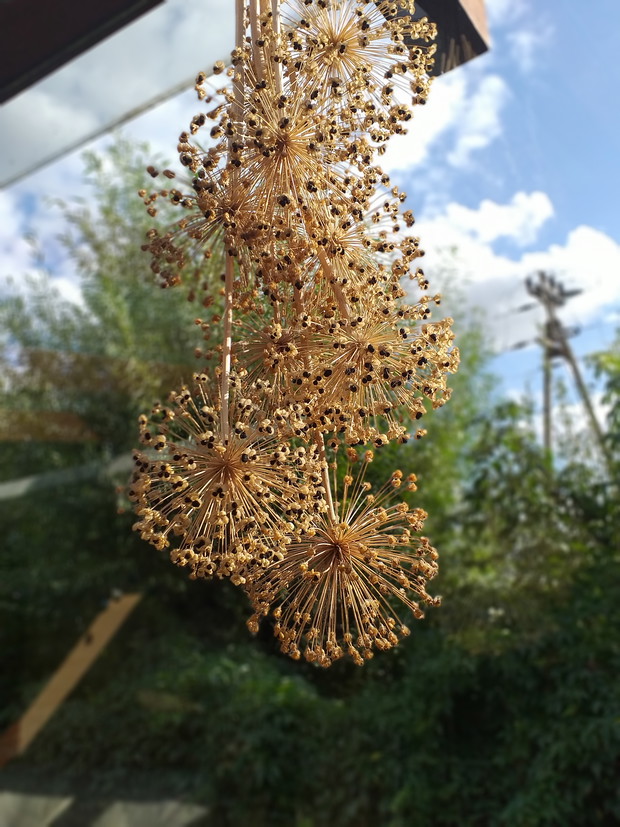 Czosnek ozdobny po przekwitnięciu