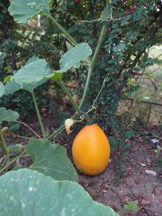 Dynia w części warzywnej