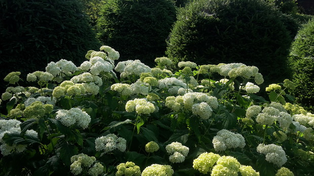 Hortensja annabelle. W tle kule ze świerka pospolitego