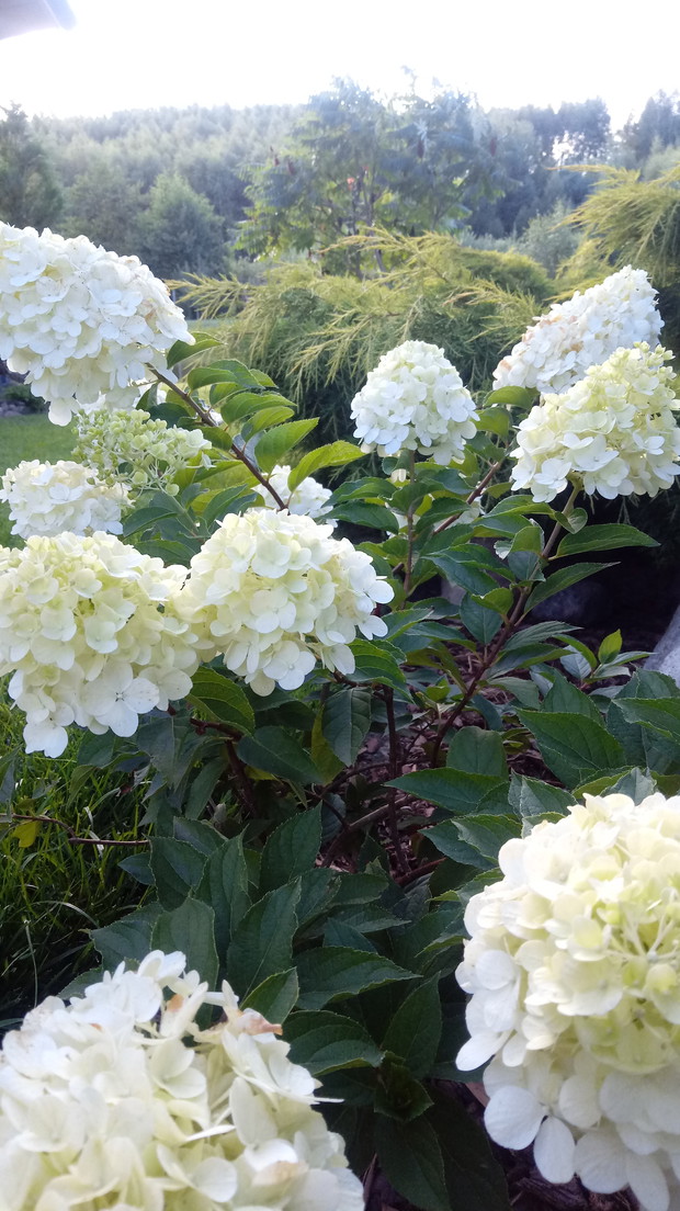 Hortensja bukietowa