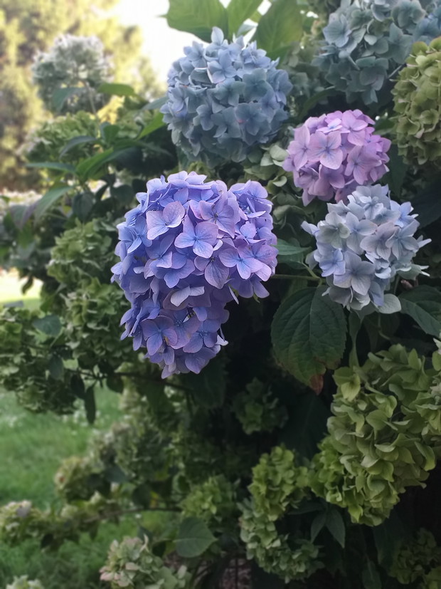 Hortensja ogrodowa 2