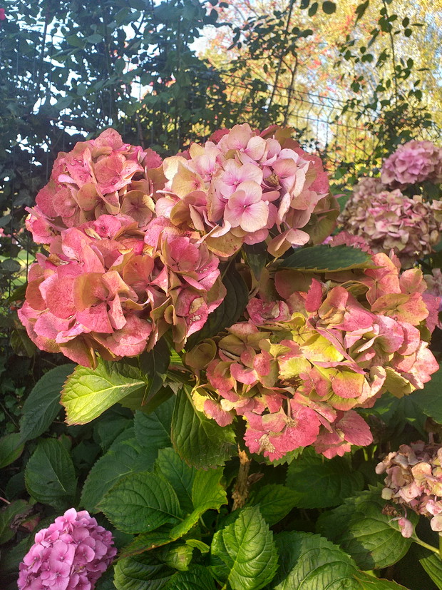 Hortensja ogrodowa w jesiennej odsłonie