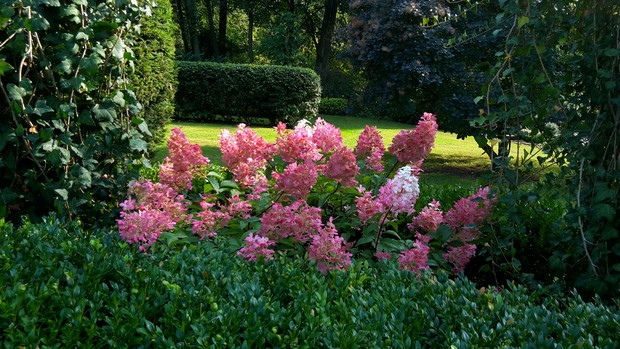 Hortensja Vanille Fraise