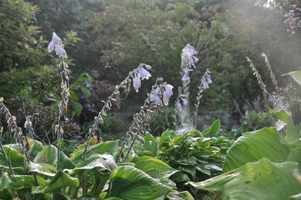 Hosty zmęczone upałami