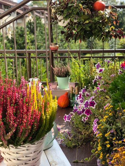 Jesień idzie przez...