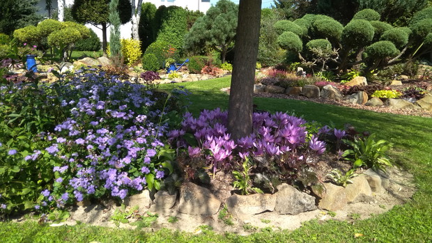 Jesień już blisko - zimowity pięknie zakwitły.