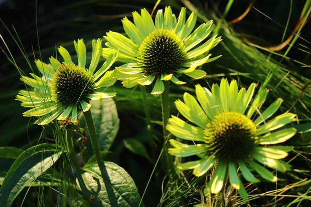 Jeżówka Green Jewel