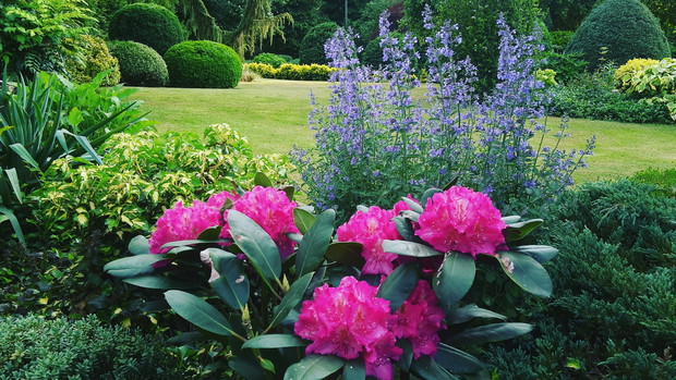 Kocimiętka góruje nad rhododendronem