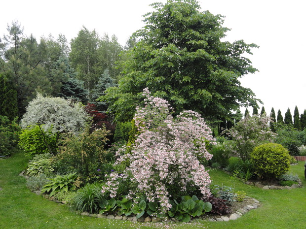 Kolkwicja na pierwszym planie