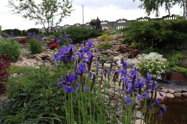 Kosaćce syberyjskie