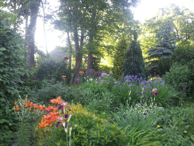 Kwiaty w promieniach słońca.