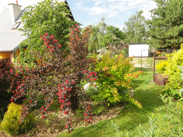 Kwitnąca pęcherznica