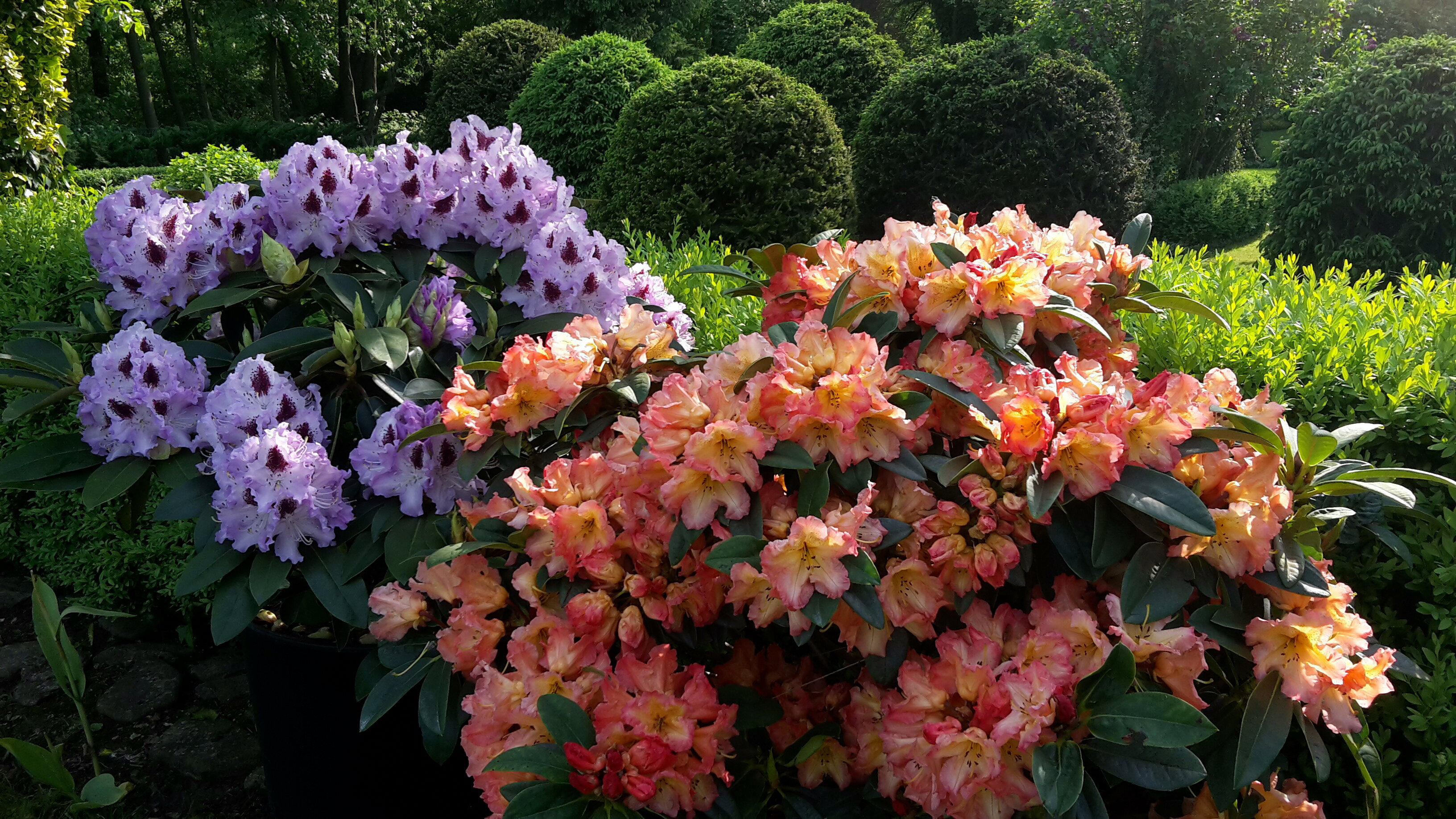 Kwitnące rhododendrony