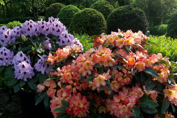 Kwitnące rhododendrony