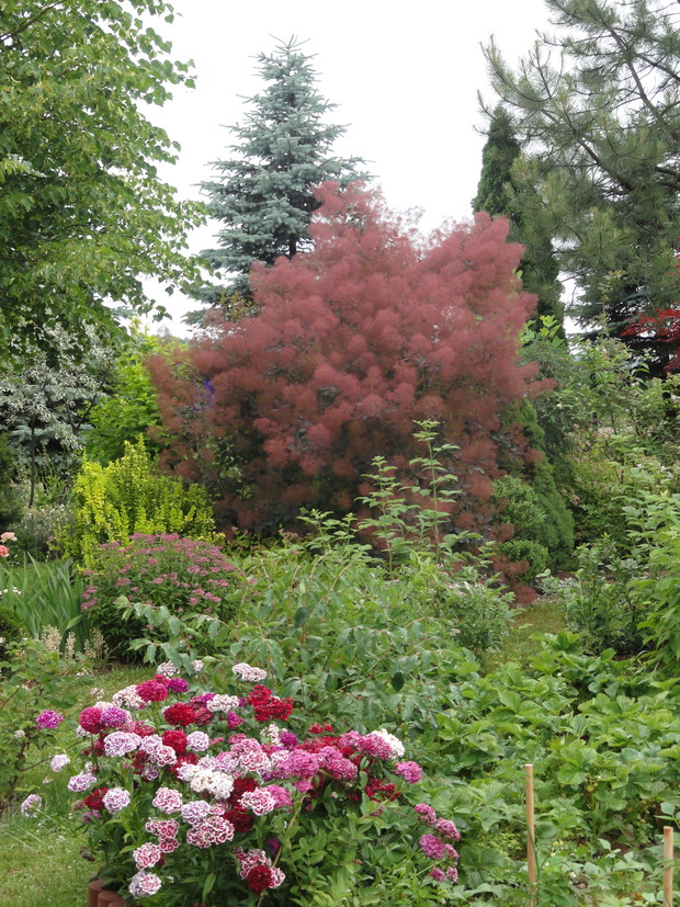 Kwitnący perukowiec