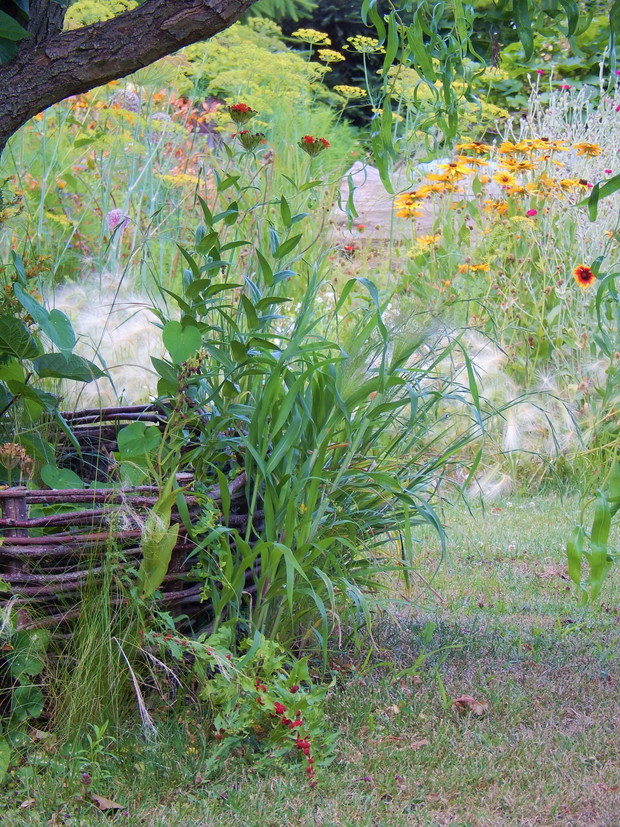 Leszczynowa obwódka