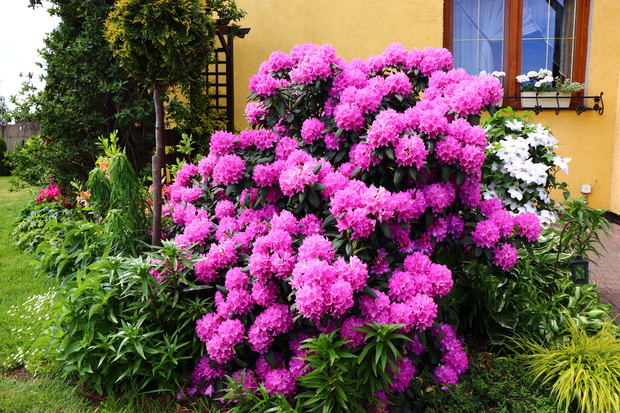 Mój majowoczerwcowy "witaczgości"